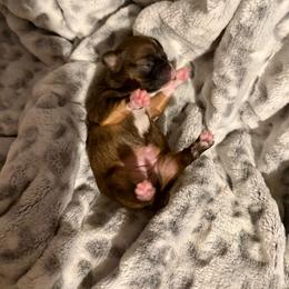 Bindi - Black sabled fawn female Chihuahua puppy in Yamhill, Oregon from Diamond Dog Chihuahuas