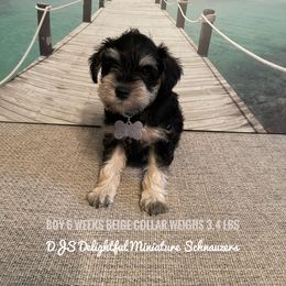 Boy 1 - Black and silver Miniature Schnauzer puppy in New Bern, North Carolina from DJS Delightful Miniature Schnauzers