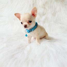 Louie - Cream and white male Chihuahua puppy in Sacramento, California from Honey Bee Chihuahua’s