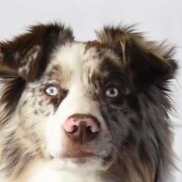 Miniature American Shepherds from Flightsong Minis