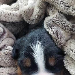 Bernese Mountain Dog Puppies from Stonebrook Gentle Giants