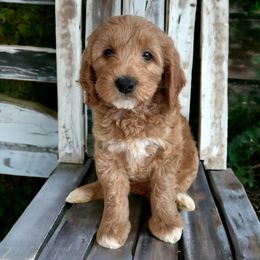 Tazz - Red  Goldendoodle puppy in Ogden, Utah from Archava Doodles