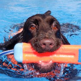 Field Spaniels from Catera Field Spaniels