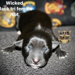 Wicked - Black tri-color female Australian Shepherd puppy in El Dorado Springs, Missouri from HP Aussie Kennels