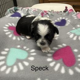 Speck - Black and white male Shih Tzu puppy in Conway, Missouri from Hillside Loop Kennel LLC