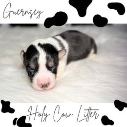 Guernsey - Blue merle and white female American Corgi puppy in Greenwood, Indiana from Witch Creek Corgis