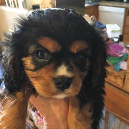 Cavalier King Charles Spaniels from Carol’s Cavaliers