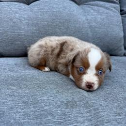 Millie - Red merle female Miniature Australian Shepherd puppy in Marion, Michigan from Highland Hills Mini Aussies