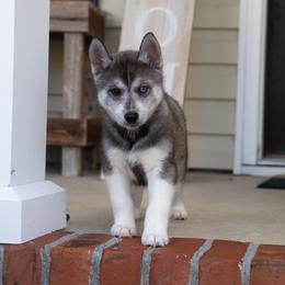 Iselda - Agouti and white female Siberian Husky puppy in Greenville, North Carolina from Ivie Huskies