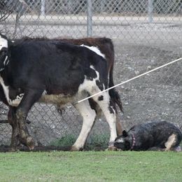 Australian Cattle Dog All Grown Up from Wiser Australian Cattle Dogs
