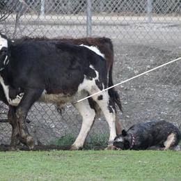 Australian Cattle Dog All Grown Up from Wiser Australian Cattle Dogs