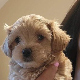 Maltese, Maltipoo, and Poodle Puppies from Healing Pawz LLC