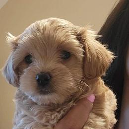 Maltese, Maltipoo, and Poodle Puppies from Healing Pawz LLC