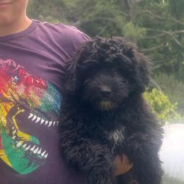 Marvin - Black male Whoodle puppy in Smallett, Missouri from Leshas Whoodles