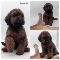 Orange - Wheaten male Whoodle puppy in Kalispell, Montana from Countryman Whoodles