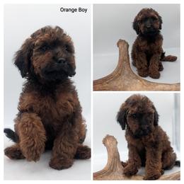 Orange - Wheaten male Whoodle puppy in Kalispell, Montana from Countryman Whoodles