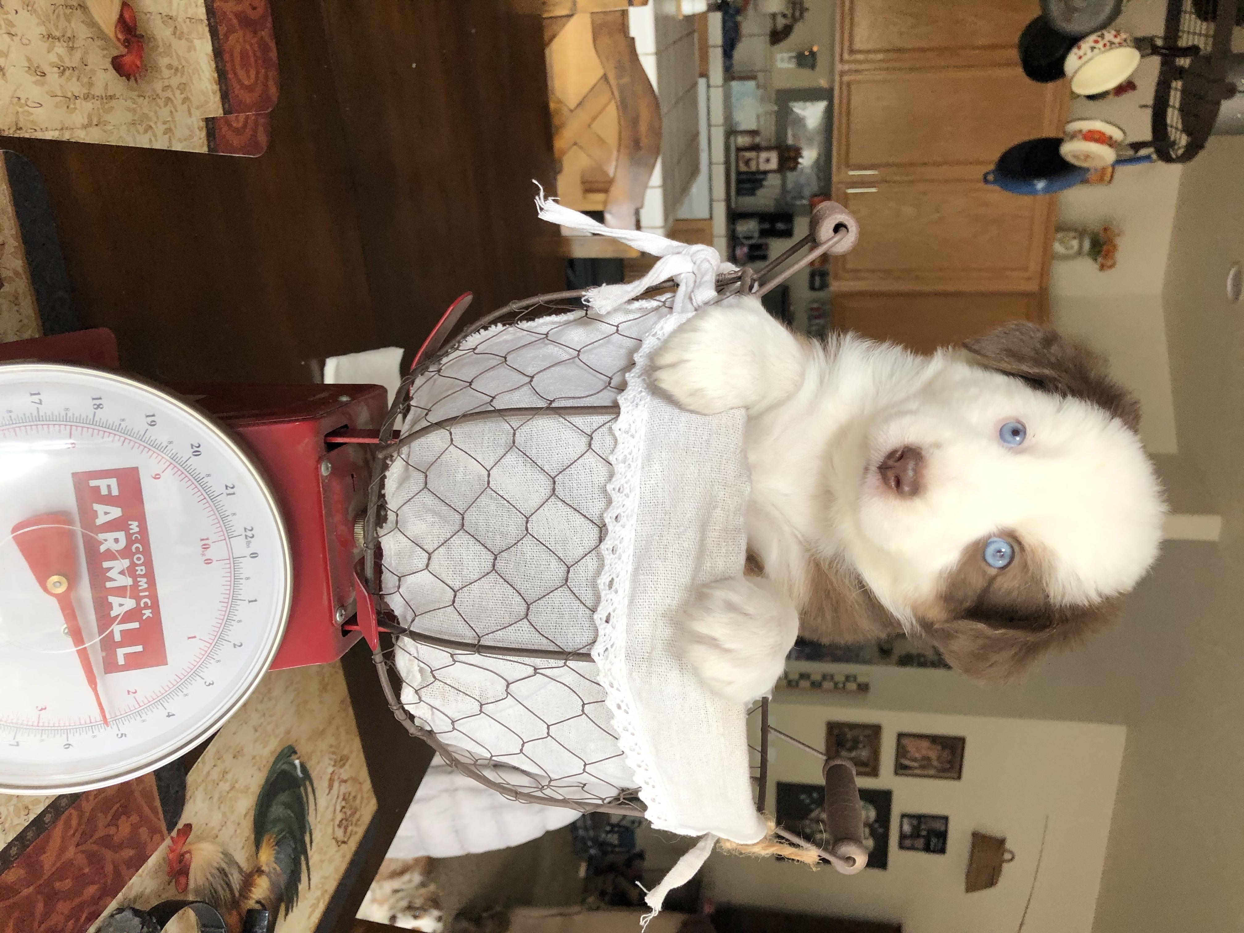 Australian Shepherd and Miniature Australian Shepherd Puppies from Bline's Awesome Aussies