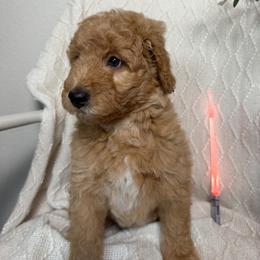Padame - female Golden Mountain Doodle puppy in Puyallup, Washington from Majestic Mtn Pups