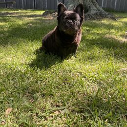 Clohe - French Bulldog
