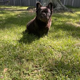 Clohe - French Bulldog