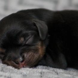 Ariel - Black and tan female Cavalier King Charles Spaniel puppy in Granite Falls, North Carolina from Country Life Cavaliers