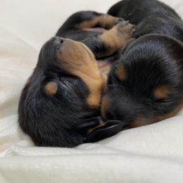 Dachshund Puppies from Desert Dachshunds