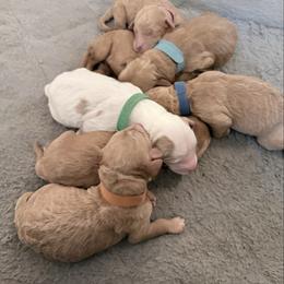 Goldendoodle puppies from KSchott Kennels