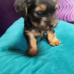 Peter pan - Blue and gold male Yorkshire Terrier puppy in San Jose, California from Little Furry Treasures