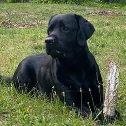Labrador Retrievers from Gravel Hill Labrador