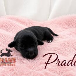 Prada - Black female Dachshund puppy in Hockley, Texas from Shans Down Home Doxies