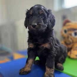 S'more - Phantom female Bernedoodle puppy in Mc Gaheysville, Virginia from Doting Doodles