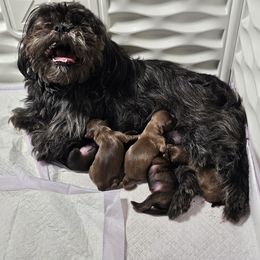 Girl 4 - Sable female Shih Tzu puppy in Picayune, Mississippi from Guillot Shih Tzu