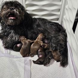 Girl 4 - Sable female Shih Tzu puppy in Picayune, Mississippi from Guillot Shih Tzu