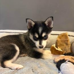 Celeste - Black and white female Pomsky puppy in Valparaiso, Indiana from Valparaiso Pomskys