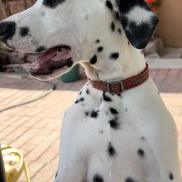 Mike - White and black male Dalmatian puppy in Albuquerque, New Mexico from Storm & Blue's Dalmatian Pups