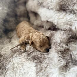 Princess Peach - Apricot female Poodle puppy in Uniondale, New York from Poodles Are Mixy