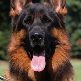 Rambo Vom Toska House - Black and red male German Shepherd puppy in Canton, Texas from WILDWOOD GERMAN SHEPHERDS