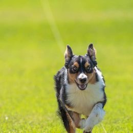 Australian Shepherd All Grown Up from CoralBlitz Australian Shepherd