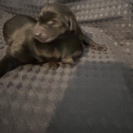 Girl 2 - Black female Labrador Retriever puppy in Four Oaks, North Carolina from TLC Retrievers