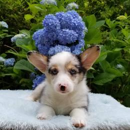 American Corgi and Pembroke Welsh Corgi Puppies from Whimsical Treasure Corgis