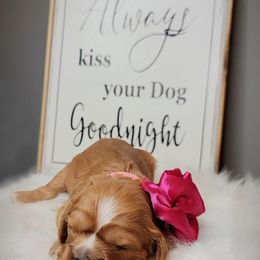 Cavalier King Charles Spaniel Puppies from Royalton Cavaliers