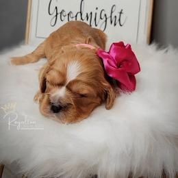 Cavalier King Charles Spaniel Puppies from Royalton Cavaliers