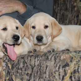 Labrador Retriever Puppies from CRPurdyLabs