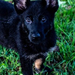 Girl 1 - German Shepherd puppy from Vom Wolff
