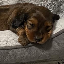 Dachshund Puppies from Devoted Doxies - DLL