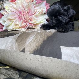 Beto - Black male Shih Tzu puppy in Hesperia, California from Maria's Shih Tzus