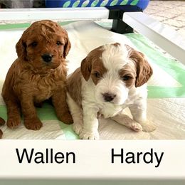 Cavapoo Puppies from Happy Home Cavapoos