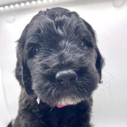 Goldendoodle Puppies from Only Loving Pups