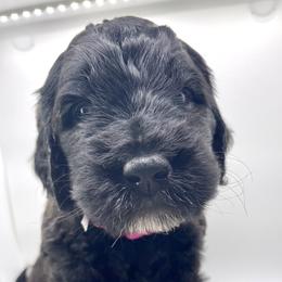 Goldendoodle Puppies from Only Loving Pups