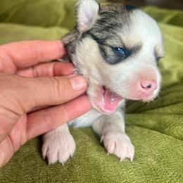 Cowboy - Silver and white male Pomsky puppy in Rathdrum, Idaho from Smart Pomskies and Frenchies